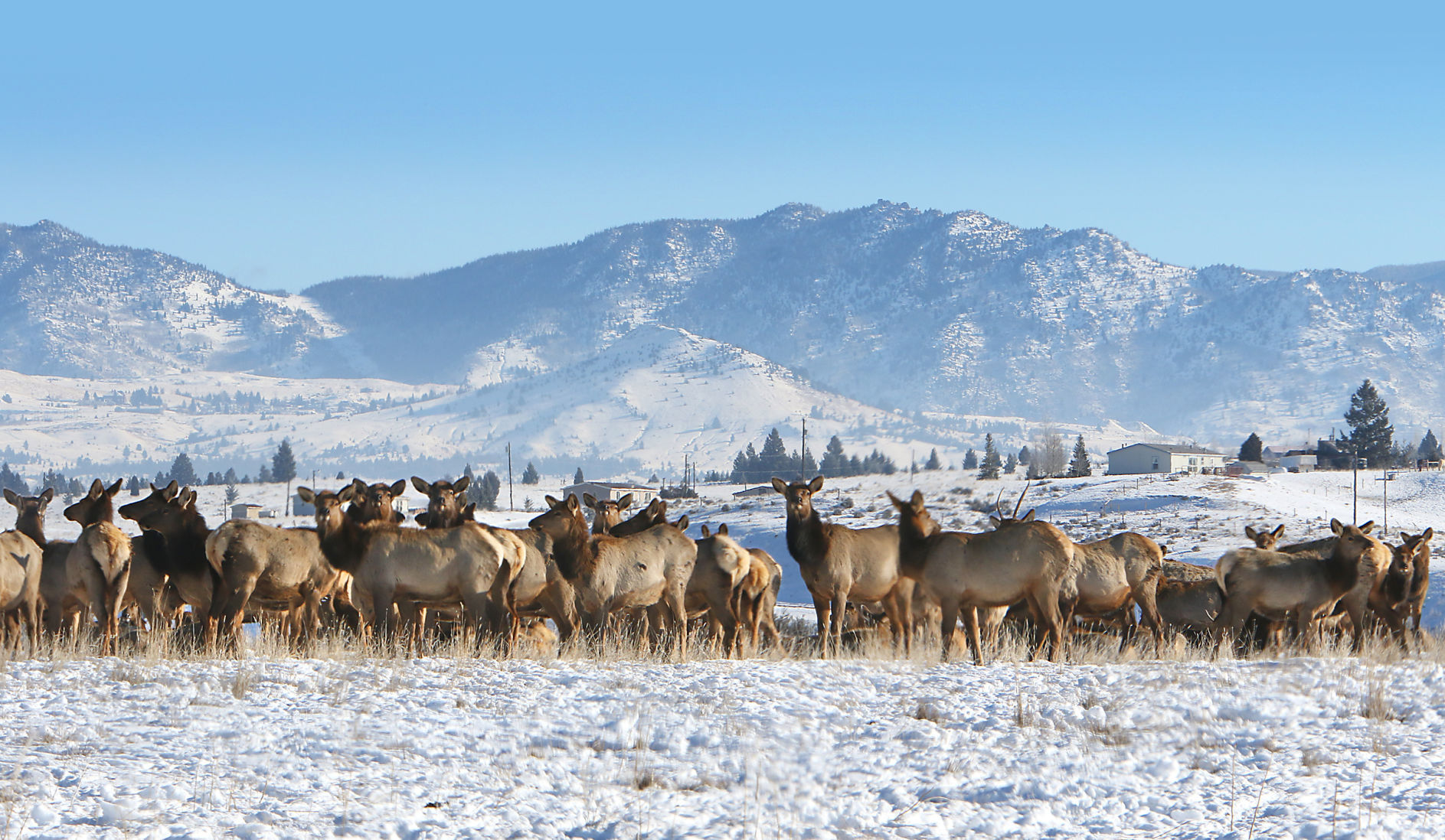 Elk Herd West of Butte